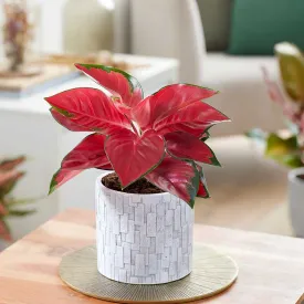 25 - 35cm Aglaonema Red Star Chinese Evergreen 12cm Pot House Plant