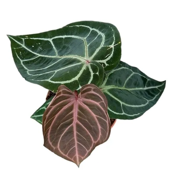 30cm Red Anthurium Crystallinum House Plant 14 cm Pot