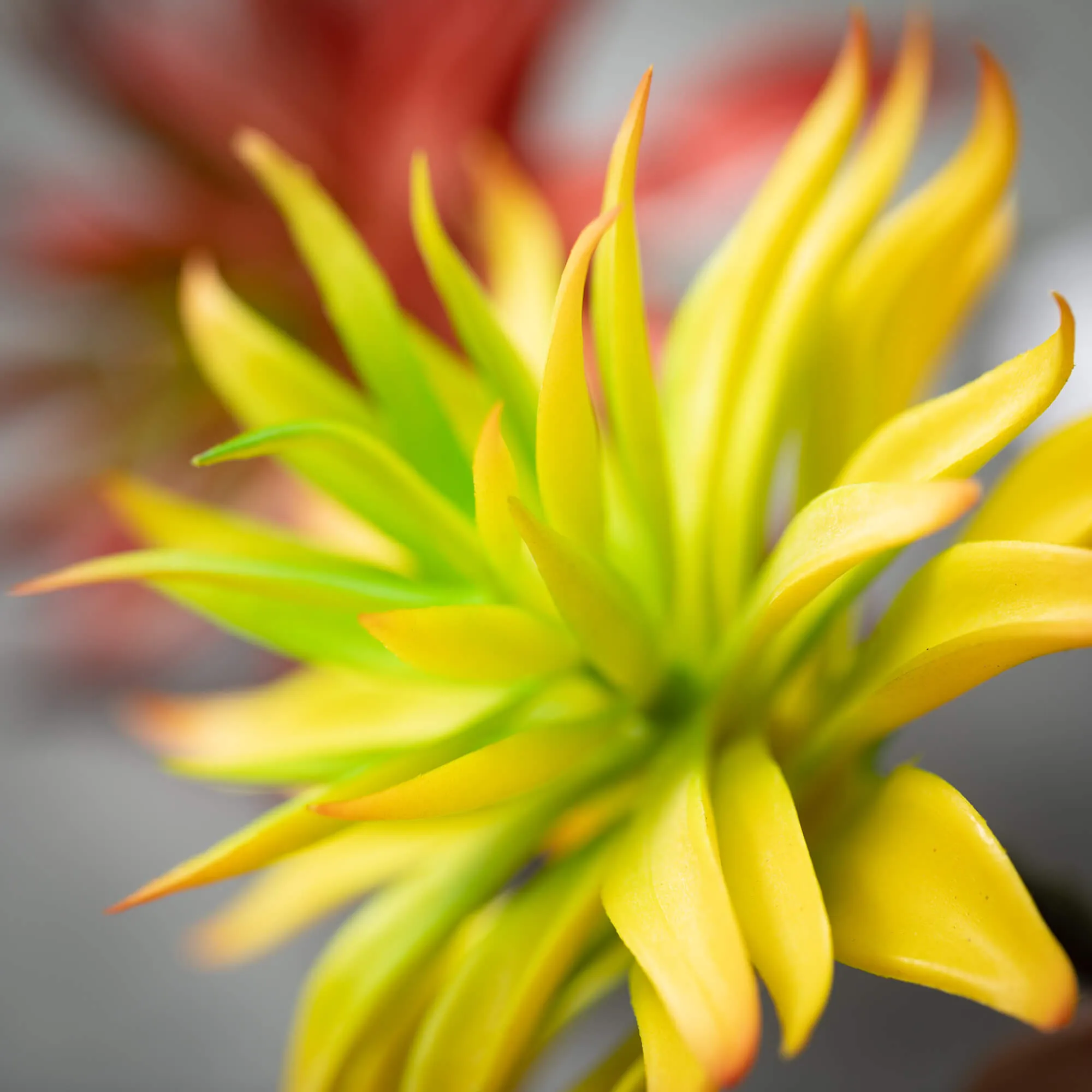 5"H Sullivans Red Yellow Succulent Spike Set of 2, Multicolor
