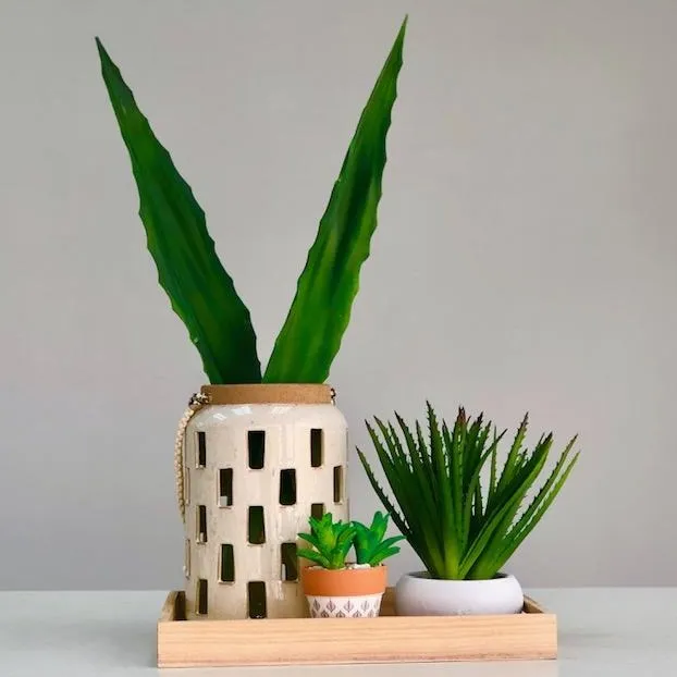 Aloe Green Succulent Long Leaf