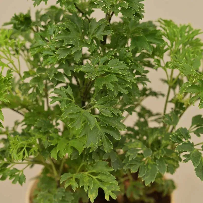 Aralia Golden Plant with Krish Self Watering Ivory Plastic Pot | Set of 4