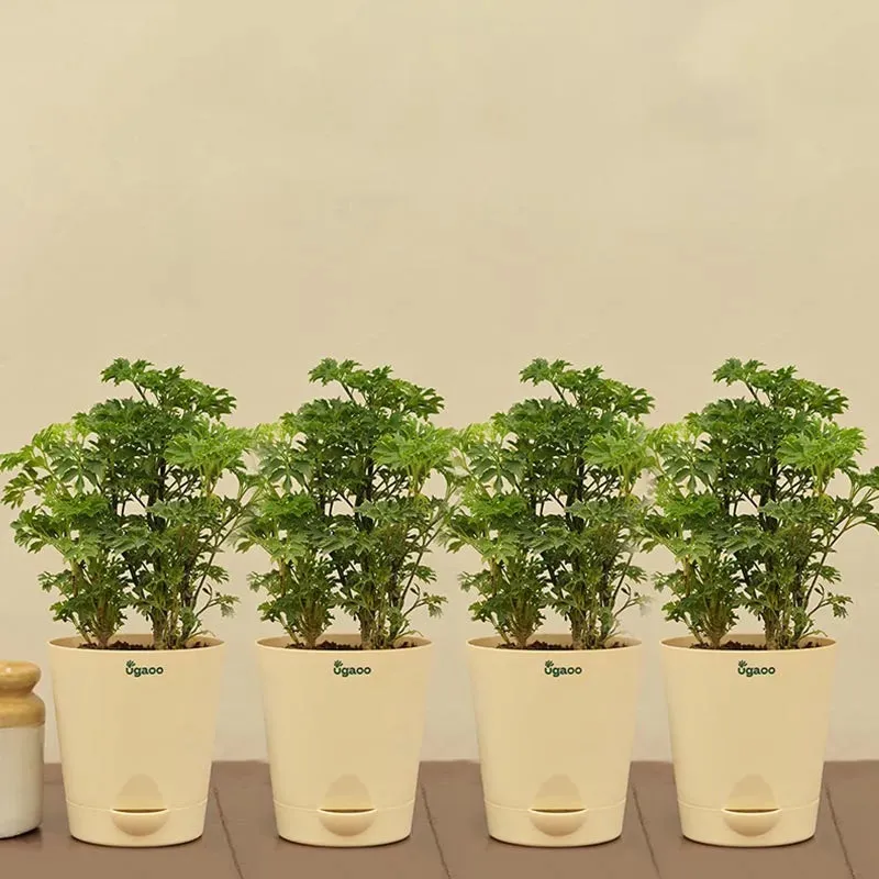 Aralia Golden Plant with Krish Self Watering Ivory Plastic Pot | Set of 4
