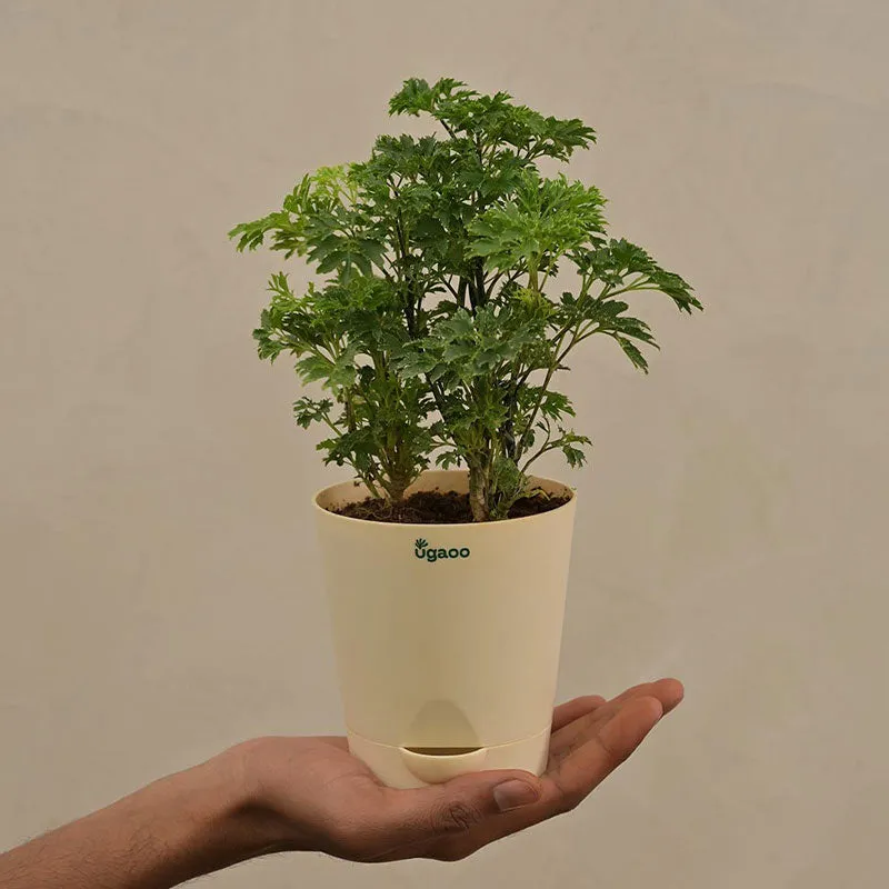 Aralia Golden Plant with Krish Self Watering Ivory Plastic Pot | Set of 4