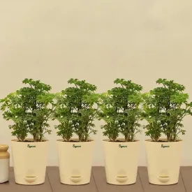 Aralia Golden Plant with Krish Self Watering Ivory Plastic Pot | Set of 4
