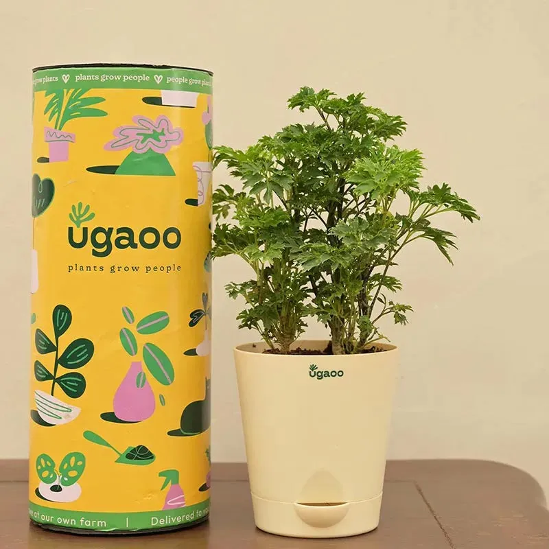 Aralia Golden Plant with Krish Self Watering Ivory Plastic Pot | Set of 4