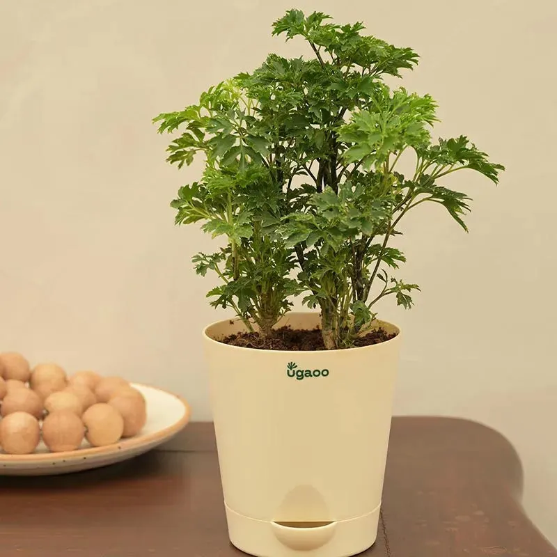 Aralia Golden Plant with Krish Self Watering Ivory Plastic Pot | Set of 4