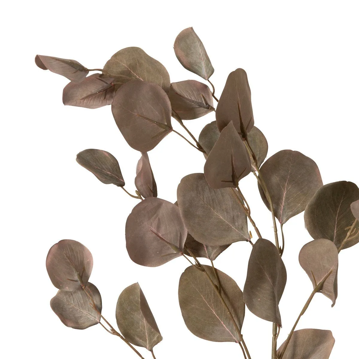 Art Green Polyanthemos Gray